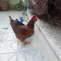 مرغ