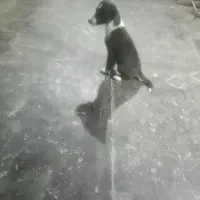 سگ پاکوتاه نر