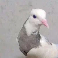 کبوتر طوقی دستی خانگی