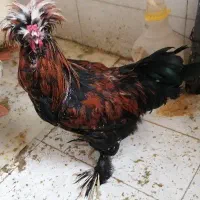 خروس پاپر کاکلی سلطان