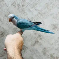 راهب آبی چلوندنی