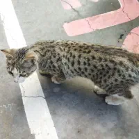 حیوان خانگی