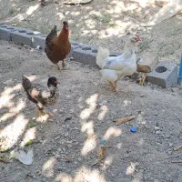 مرغ گلین