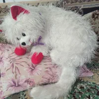 عروسک خرسی