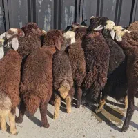 بره پای پروار نر و ماده بره ریز گوسفند