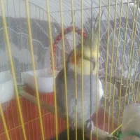 عروس هلندی نر سخنگو