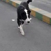سگ سرابی ماده سرحال برا صحرا خوبه