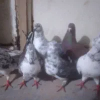 کفتر بهشرط یجا دونه ۲۰۰نروماده
