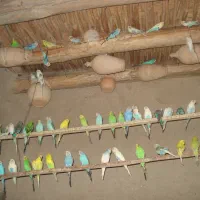 مرغ عشق