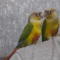 طوطی گرینچیک گمشده