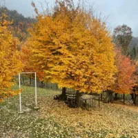 نیاز به سریدار متعهد در لاهیجان