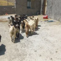 ۲۰ راس بزغاله شیرمس و یکدست مناسب پروار و داشت