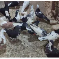 کفتر