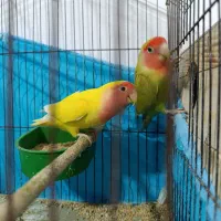 جفت طوطی برزیلی مولدبا جوجه ها