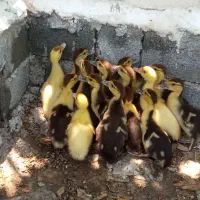 اردک اسراییلی