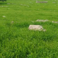 بز میش بره قوچ بزغاله