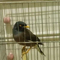 مرغ مینا 1سال