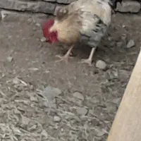 خروس