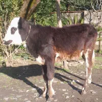 گوساله ماده دورگ سیمینتال لیشه گاو