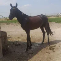 اسب