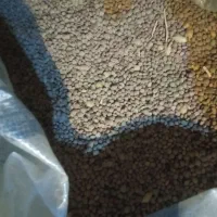 فروش عدس محلی اصل