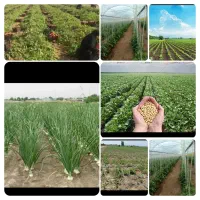فروش زمین کشاورزی