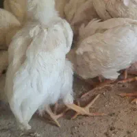 جوجه زیر قیمت