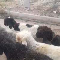 حیوانات مزرعه گوسفند