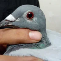 جاروبرقی