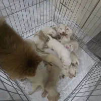 پامرانین بچه