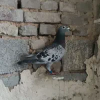 پادری|پادری|کرمان, |دیوار