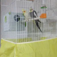 عروس هلندی