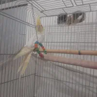 عروس هلندی ماده ۱۴ ماه