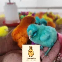 جوجه مرغ رنگی اردک رسمی و ...