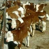 اگه قیمت گوساله‌ میدان بزرگ بندر ترکمن میخای