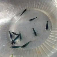 شریمپ گیاه گوپی