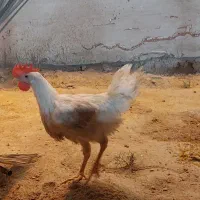 سه عدد جوجه مرغ