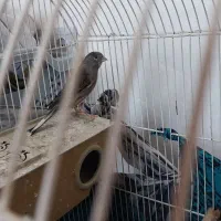 قنــ..اری ماده بالغ معاوضه با کفــتر رنگه و طوقیی