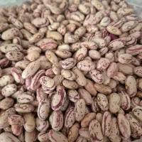 لوبیا چیتی