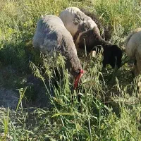 نیازمند چوپان