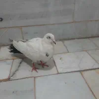 کبوتر رایگان