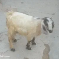 تیشتر بزباکهر نر