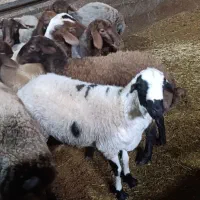 گوسفند نر جهت قربانی