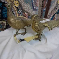دو عدد طاووس