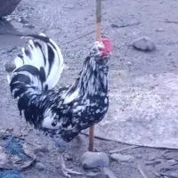 خروس و مرغ گلین اصیل و مرغ محلی کاکلی پر پشت