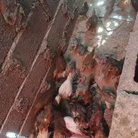 جوجه ۲ماهه فروشی