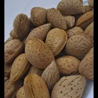 فروش بادام درختی