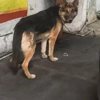 سگ ژرمن