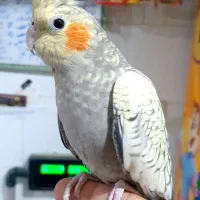 عروس هلندی گل باقالی نر