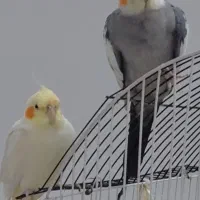 جفت عروس هلندی